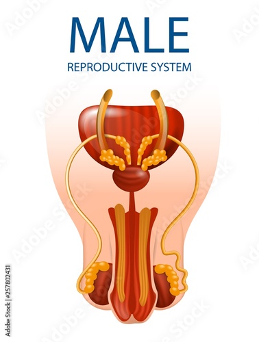 Detailed Inner Close Up View of Man's Genitals