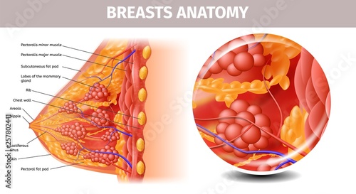 Highly Detailed View of Healthy Female Breast
