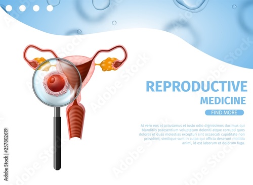 Sperm Swim to Female Egg. Female Uterus Banner