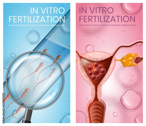 Uterus with Implanted Embryo Test Tube with Sperm