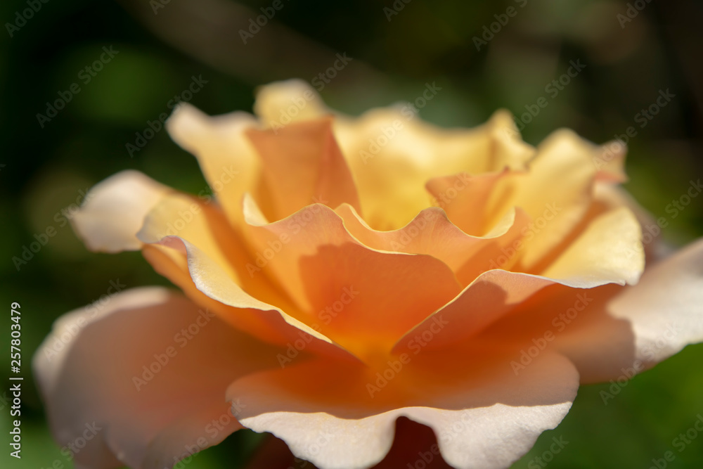 Soft orange rose flower