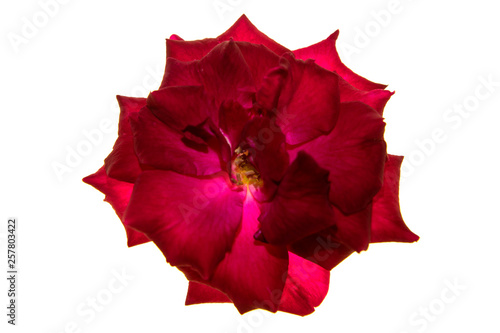 Close up red of Floribunda rose flower