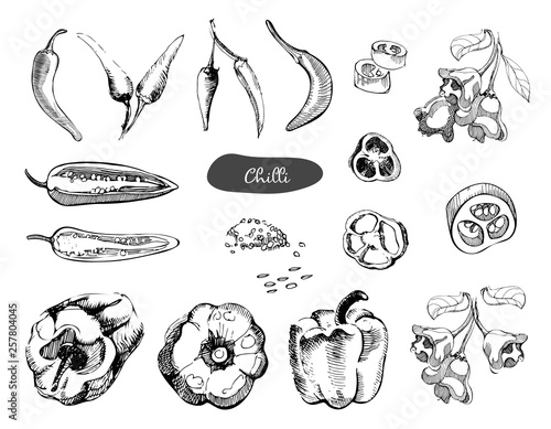 Set of hand drawn sketch peppers.Chilli red pepper vector illustration.Vintage ink hand drawn pepper, isolated on white background.Pepper in the cut,pieces,the seeds and pods.