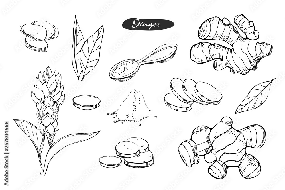 Ginger hand drawn vector illustration.Detailed colorful style sketch.Kitchen herbal spice and food ingredient.Ginger flower,powder, leaves, root and pieces .