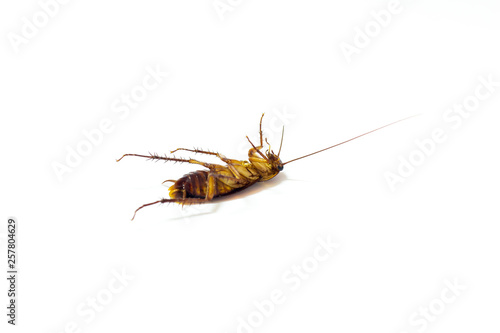 cockroach isolated on white background