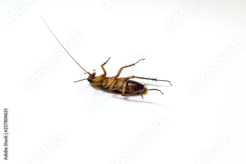 cockroach isolated on white background © Taveesak