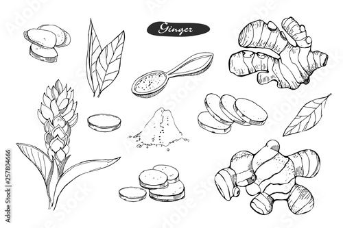 Ginger hand drawn vector illustration.Detailed colorful style sketch.Kitchen herbal spice and food ingredient.Ginger flower,powder, leaves, root and pieces .