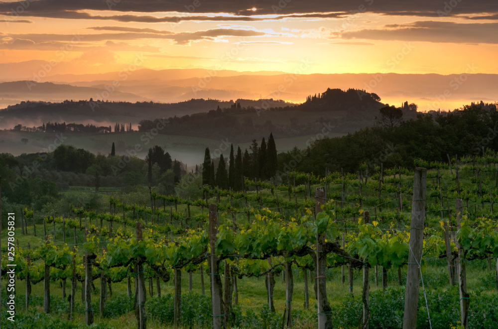Fototapeta premium Vineyard landscape in Tuscany, Italy. Misty sunrise