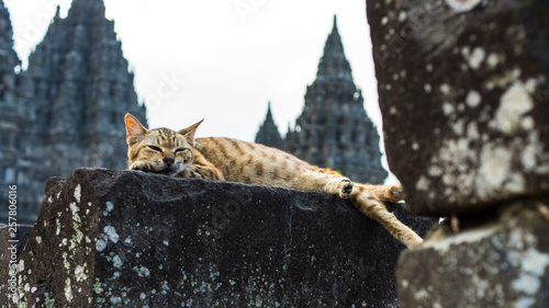 cat sleeping in temple photo