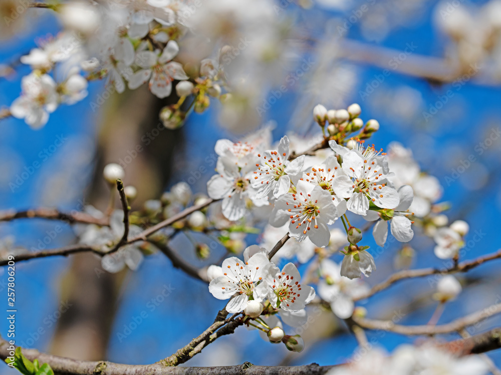 Blühende Wildpflaumen, Kirschpflaumen, Prunus cerasifera Blühende Wildpflaumen, Kirschpflaumen, Prunus cerasifera