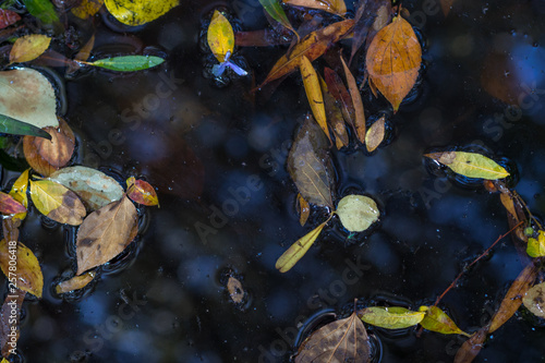 Autumn leaves float on the surface of a pond image for background use with copy space