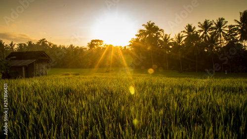 rice field sunrise