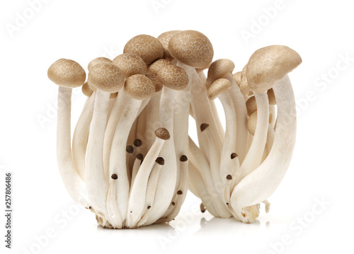 Canvas Print brown beech mushroom on white background