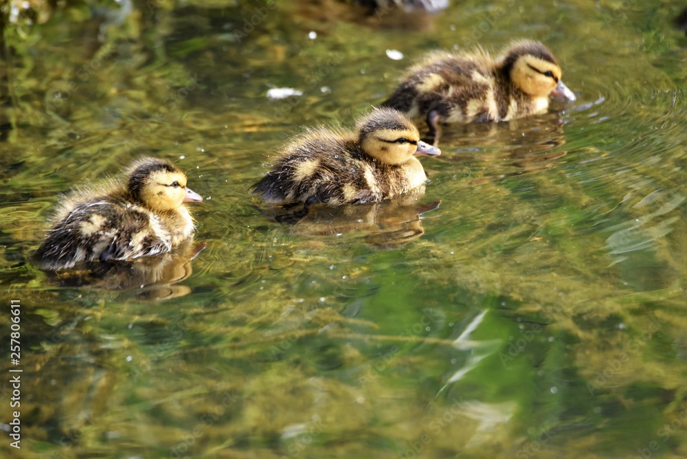 アメリカ鴛 Wood Duck Baby アメリカ鴛 Wood Duck Baby