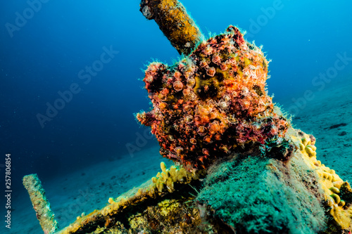 Frogfish in the Red Sea Colorful and beautiful, Eilat Israel