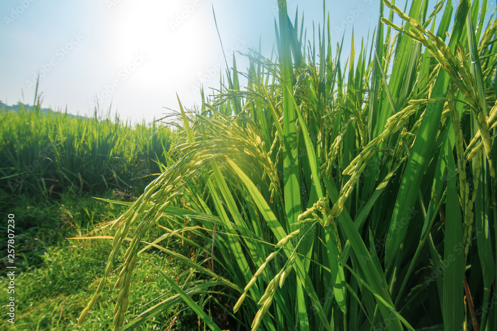 Fototapeta premium paddy at field ready to harvest