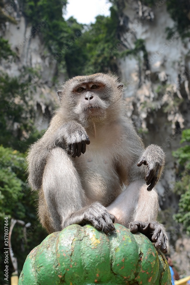Fototapeta premium Macaque male at Batu Caves Hindu Temple Complex, Malaysia