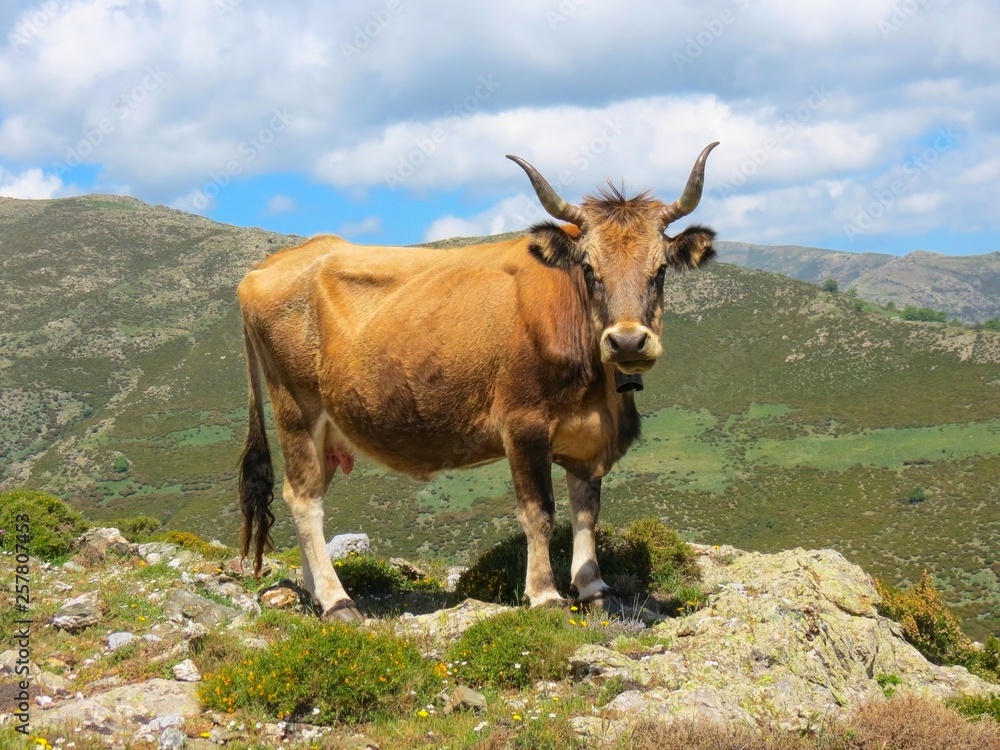 Cow on a mountain pasture in the island of Sardinia is standing on the edge of the rock Cow on a mountain pasture in the island of Sardinia is standing on the edge of the rock