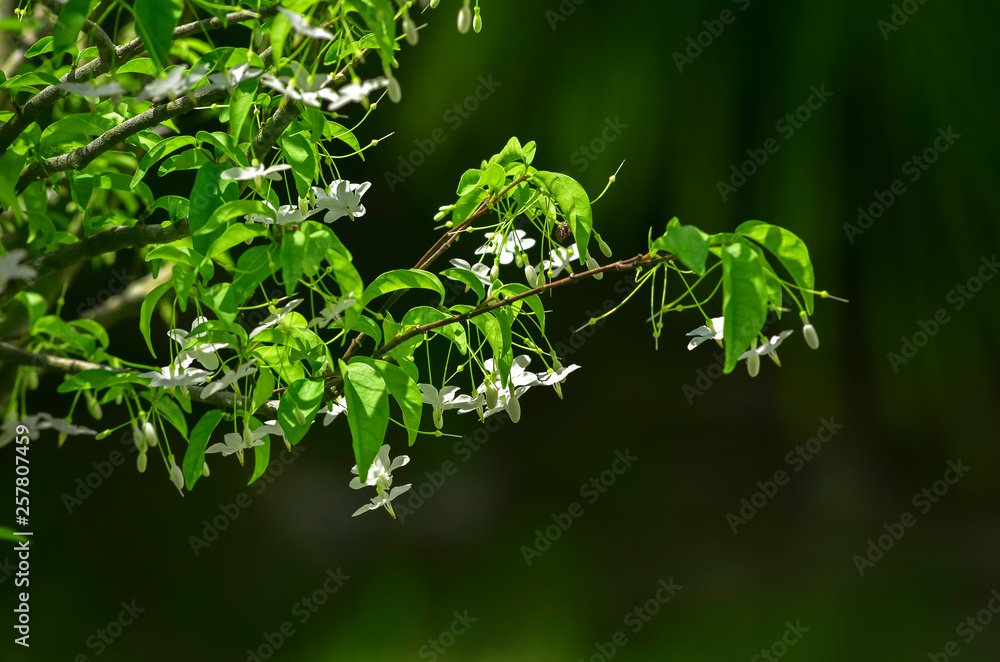 Obraz premium Close-up natural views of green leaves, white flowers on a blurred green background in the garden, complete with copy space, used as a background, natural green plants, ecological landscapes, concepts