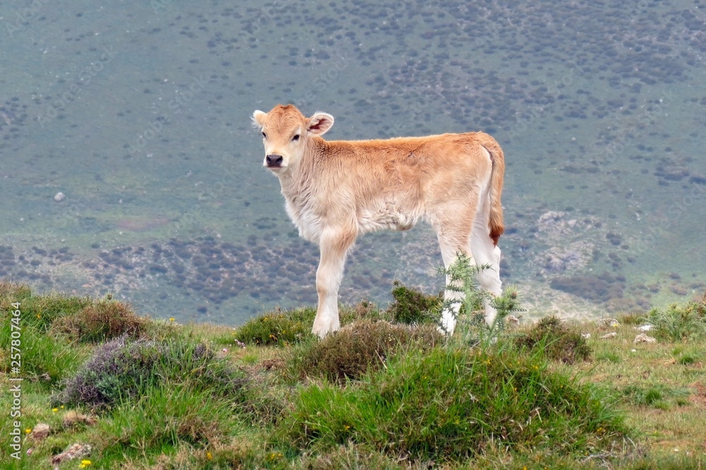 Small calf on a high pasture in Sardinia Small calf on a high pasture in Sardinia
