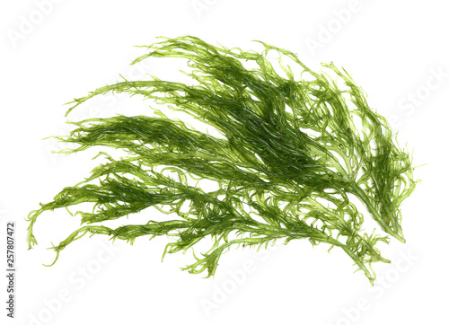 Stampa su tela Laminaria (Kelp) Seaweed Isolated on White Background
