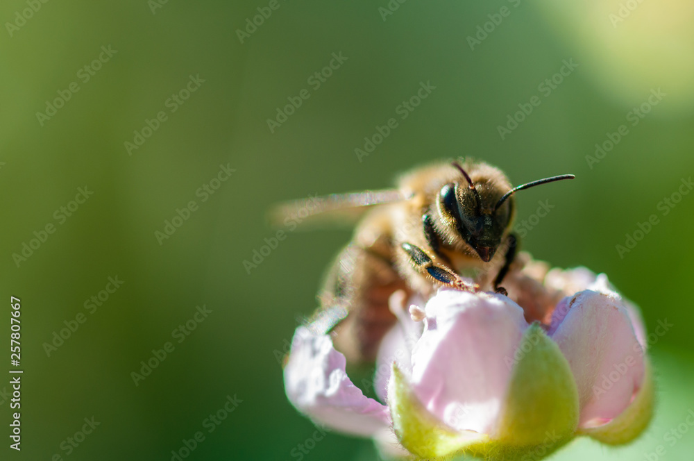 Bee portrait Bee portrait