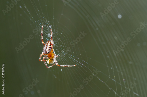 Wallpaper Mural spider Torontodigital.ca