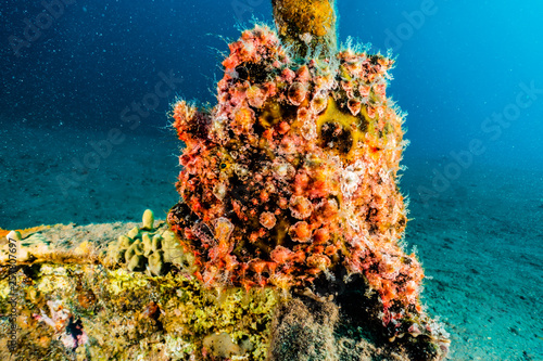 Frogfish in the Red Sea Colorful and beautiful  Eilat Israel