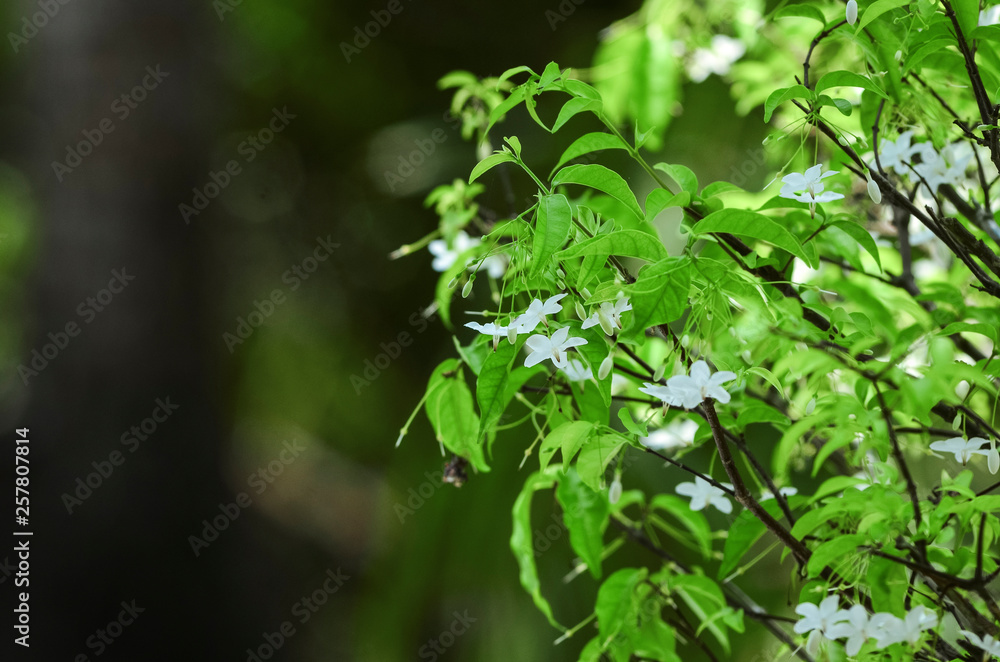 Close-up natural views of green leaves, white flowers on a blurred green background in the garden, complete with copy space, used as a background, natural green plants, ecological landscapes, concepts Close-up natural views of green leaves, white flowers on a blurred green background in the garden, complete with copy space, used as a background, natural green plants, ecological landscapes, concepts