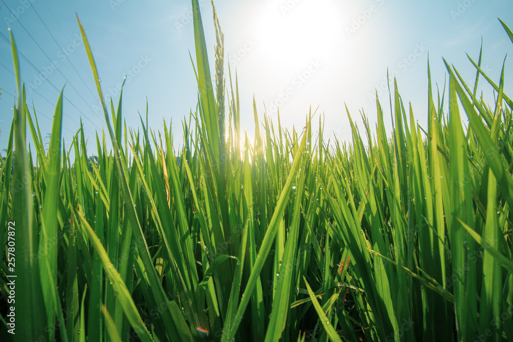 Obraz premium paddy at field ready to harvest