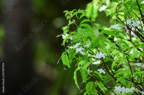 Close-up natural views of green leaves, white flowers on a blurred green background in the garden, complete with copy space, used as a background, natural green plants, ecological landscapes, concepts