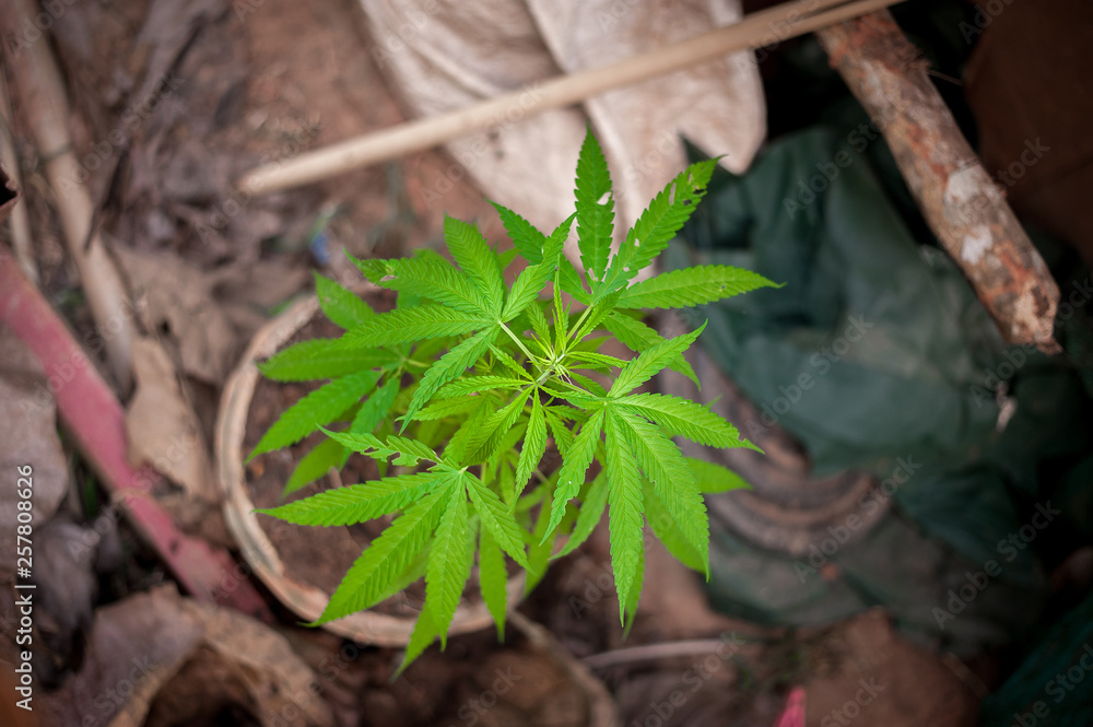 cannabis cannabis