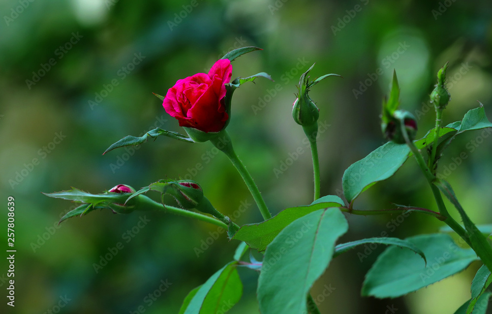 Rose Indian