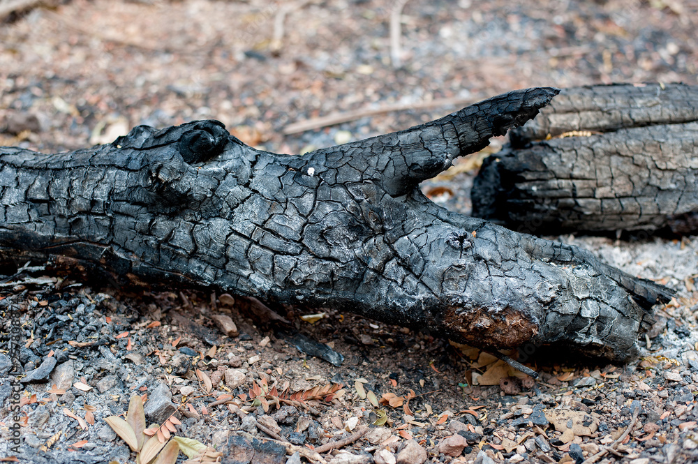 Fototapeta premium Firewood