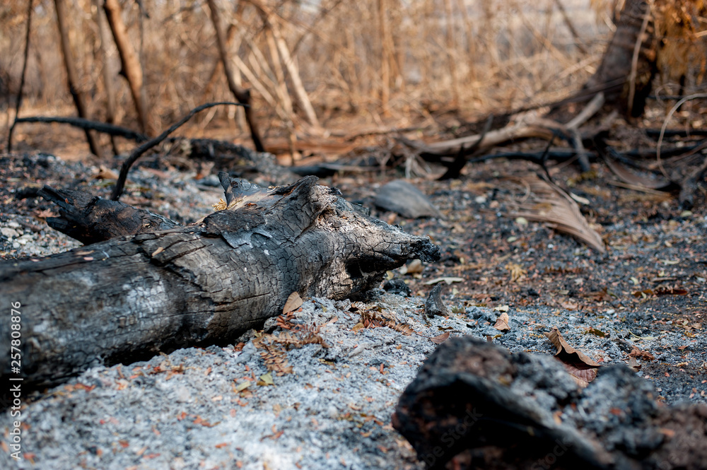 Fototapeta premium fire in forest
