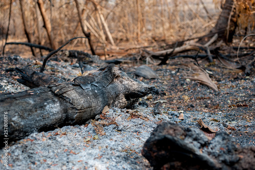 fire in forest