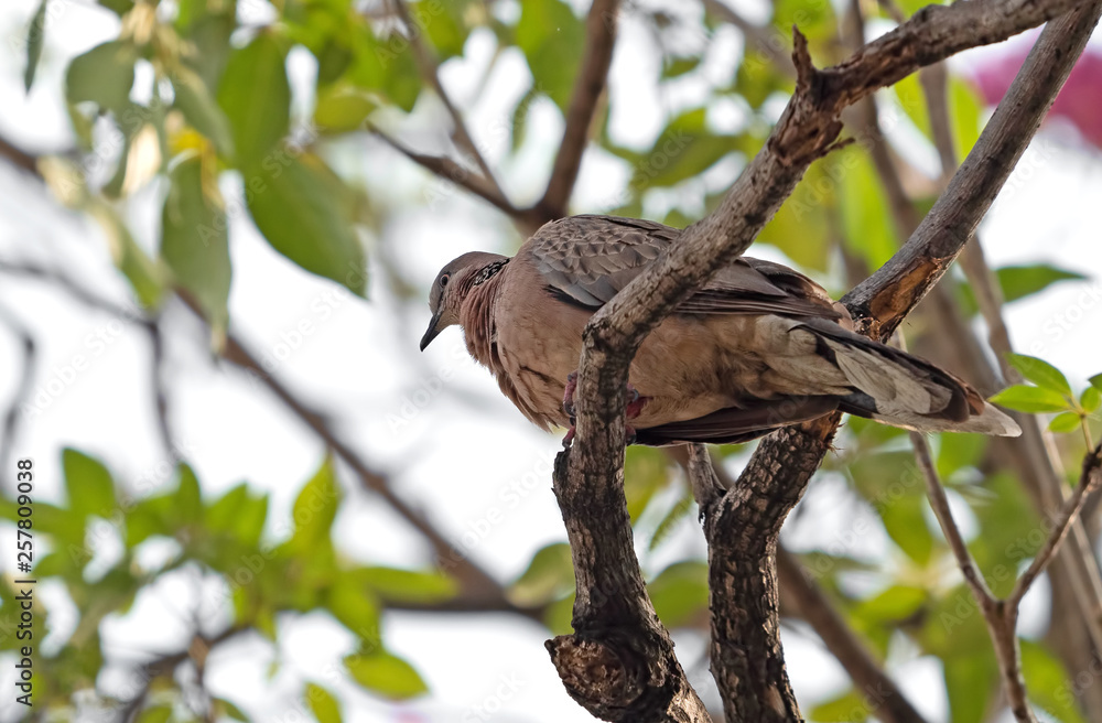 Close up Spotted Dove Perched on Branch Isolated on Background Close up Spotted Dove Perched on Branch Isolated on Background