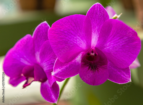 Orchid flower spring natural background