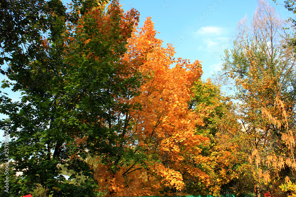 tree in autumn tree in autumn