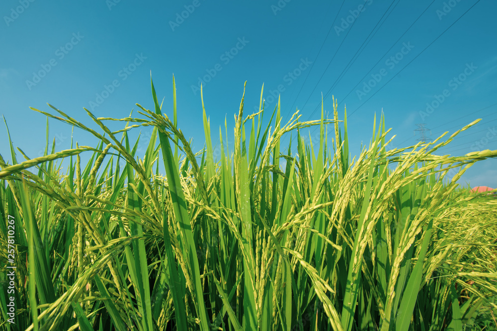 paddy at field ready to harvest paddy at field ready to harvest