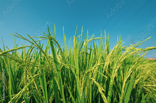 paddy at field ready to harvest