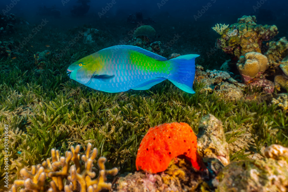 Fish swim in the Red Sea, colorful fish, Eilat Israel Fish swim in the Red Sea, colorful fish, Eilat Israel