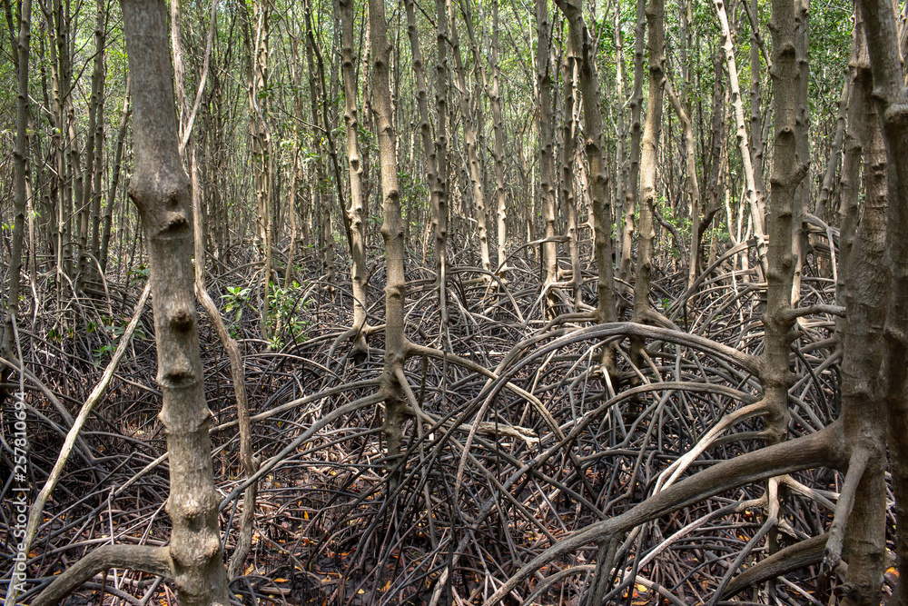 Mangrove roots . roots mangrove forest in rain forest. Forest of Mangroves or Golden Mangrove Field. Roots of mangrove forest when sea water run down. Mangrove roots . roots mangrove forest in rain forest. Forest of Mangroves or Golden Mangrove Field. Roots of mangrove forest when sea water run down.