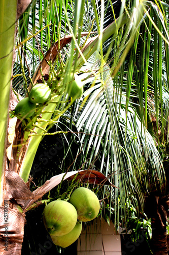 coconuts on a palm tree