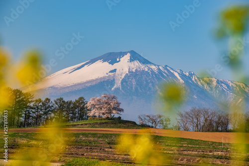  Cherry Blossoms of iwate