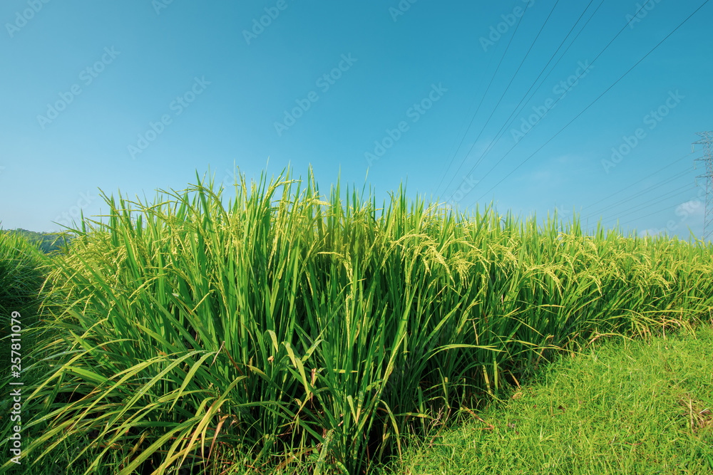 paddy at field ready to harvest paddy at field ready to harvest