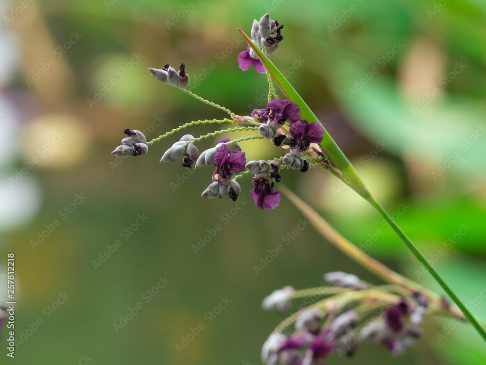 Violet flower and tree branch on nature background Violet flower and tree branch on nature background