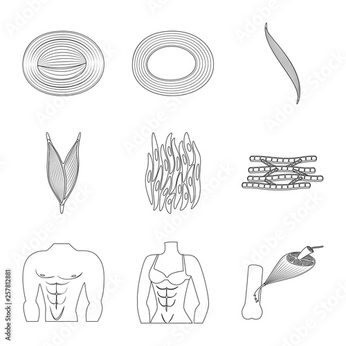 Isolated object of fiber and muscular symbol. Set of fiber and body stock vector illustration.