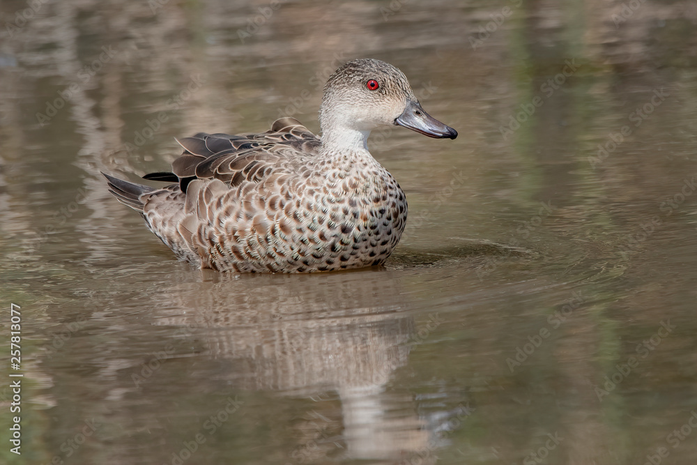 Fototapeta premium Grey Teal (Anas gracilis)