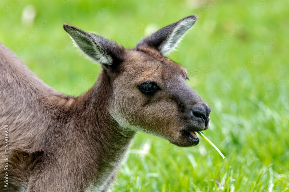 Fototapeta premium Kangaroo Island Kangaroo